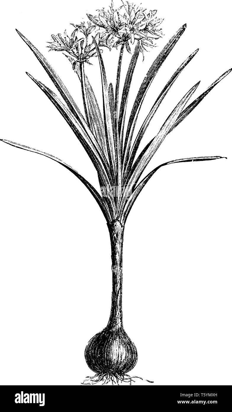 La pianta ha foglie strette sono forme tubolari. I fiori crescono in cluster con uno stelo. La pianta cresce uno e mezzo metri di altezza. Questo è da Am Illustrazione Vettoriale