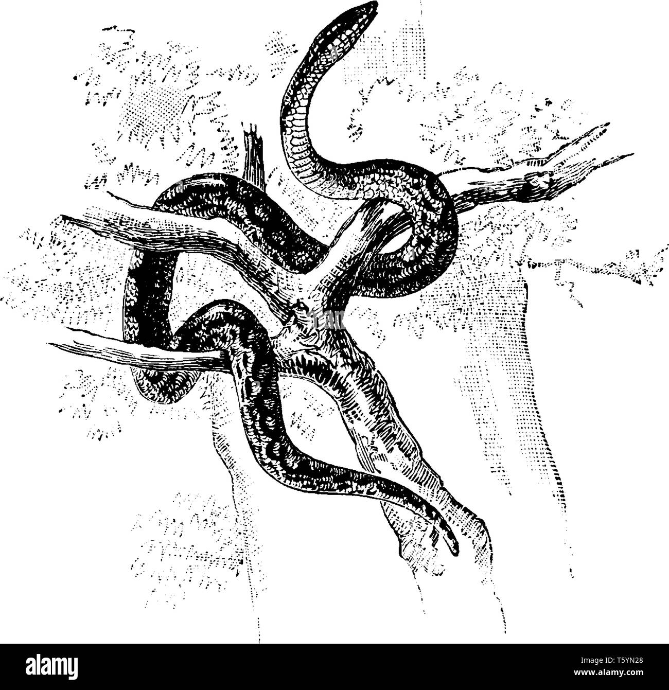 Di inanellare Boa non è un serpente velenoso nella famiglia Boidae di boas, vintage disegno della linea di incisione o illustrazione. Illustrazione Vettoriale