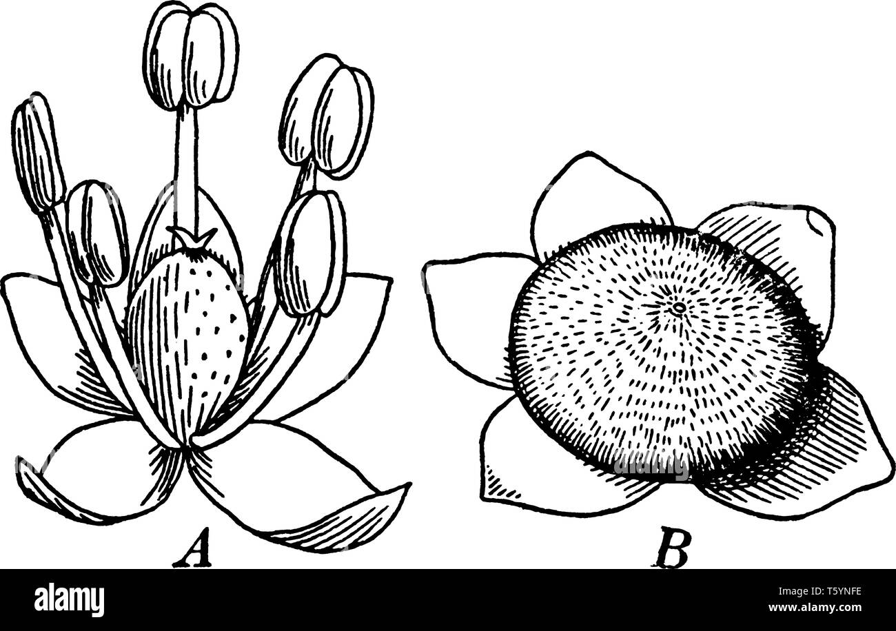 Un genere (Chenopodium) o in famiglia (Chenopodiaceae, la famiglia goosefoot) di erbe glabrous con frutta. Che è un utricle, vintage disegno della linea o engrav Illustrazione Vettoriale