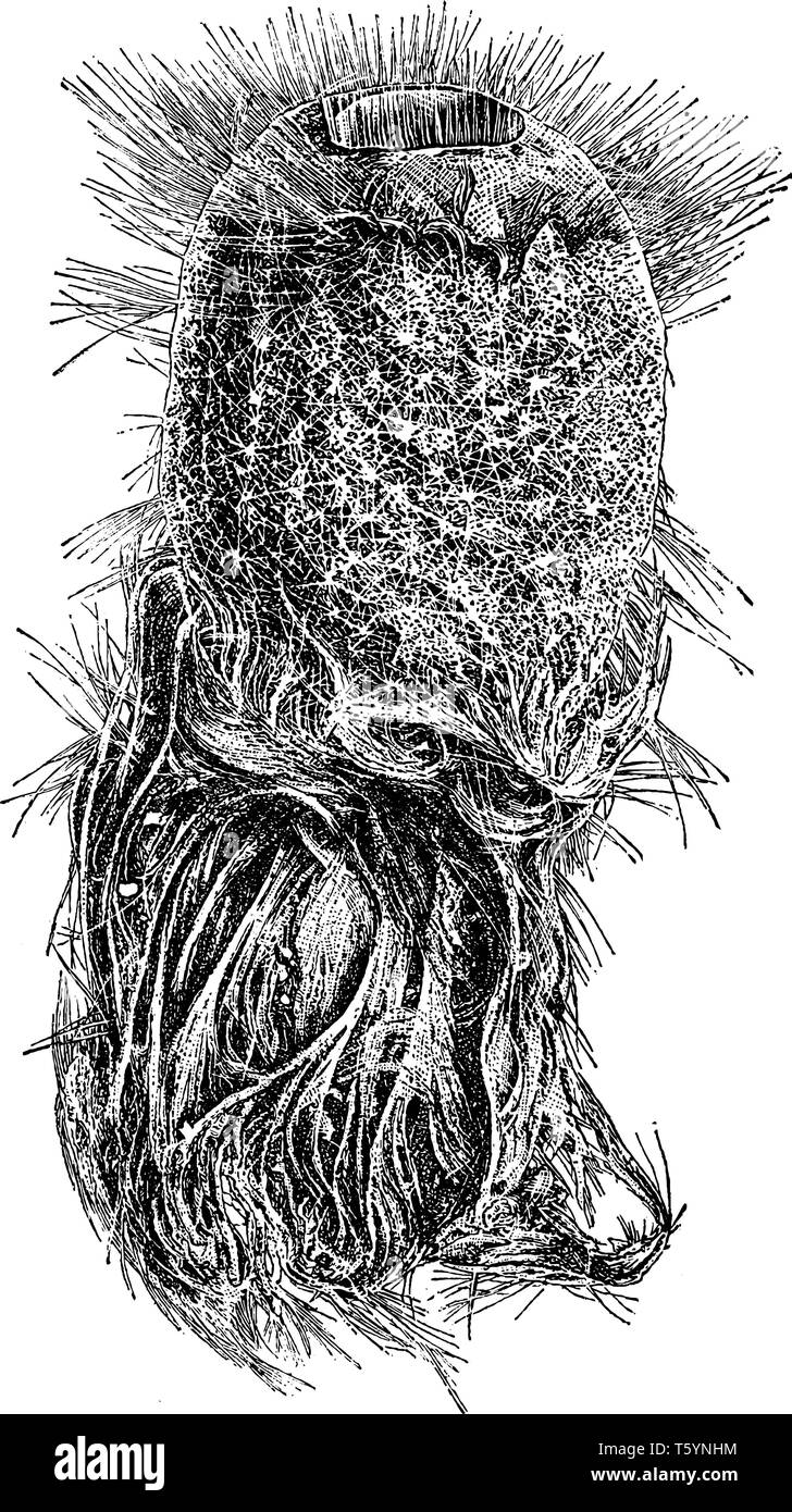 Holtenia Carpenteri che è un moderno con spugna silicious struttura scheletrica e basale di fibre di vetro per il fissaggio, vintage disegno della linea o incisione Illustrazione Vettoriale