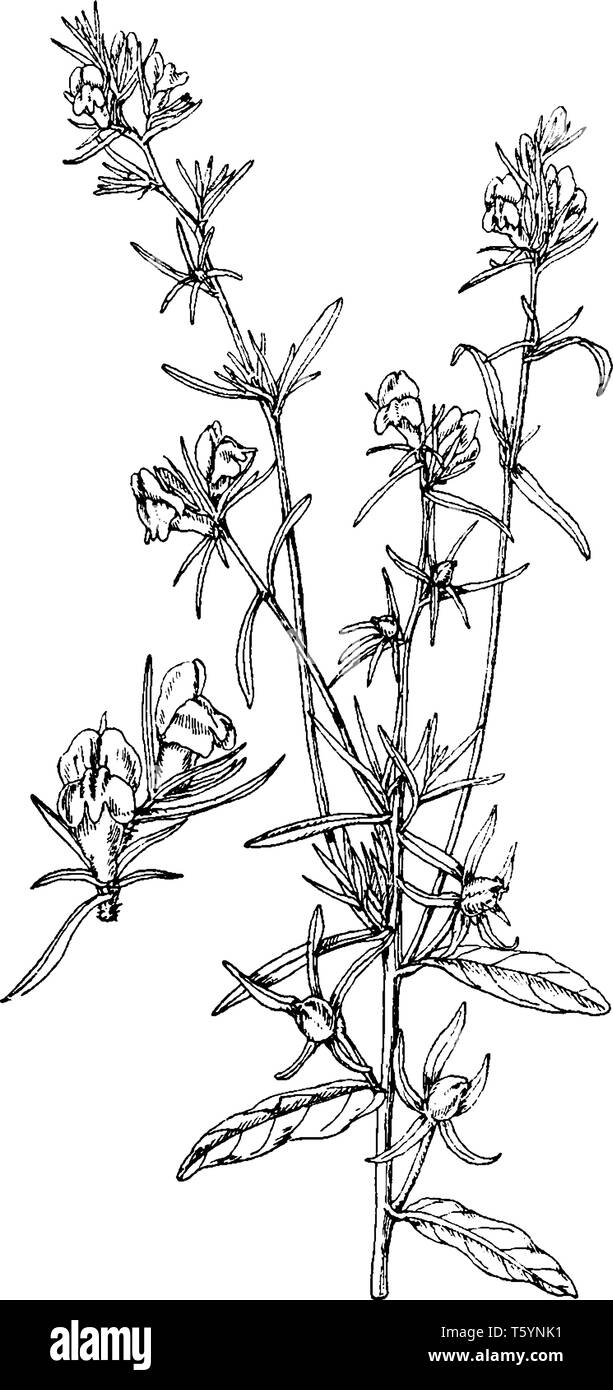 Un'immagine mostra l'Antirrhinum Orontium di piante e fiori. Le sue foglie sono spesse, lungo, e lineare e sembra un kanagale foglie. Esso ha boccioli e flo Illustrazione Vettoriale