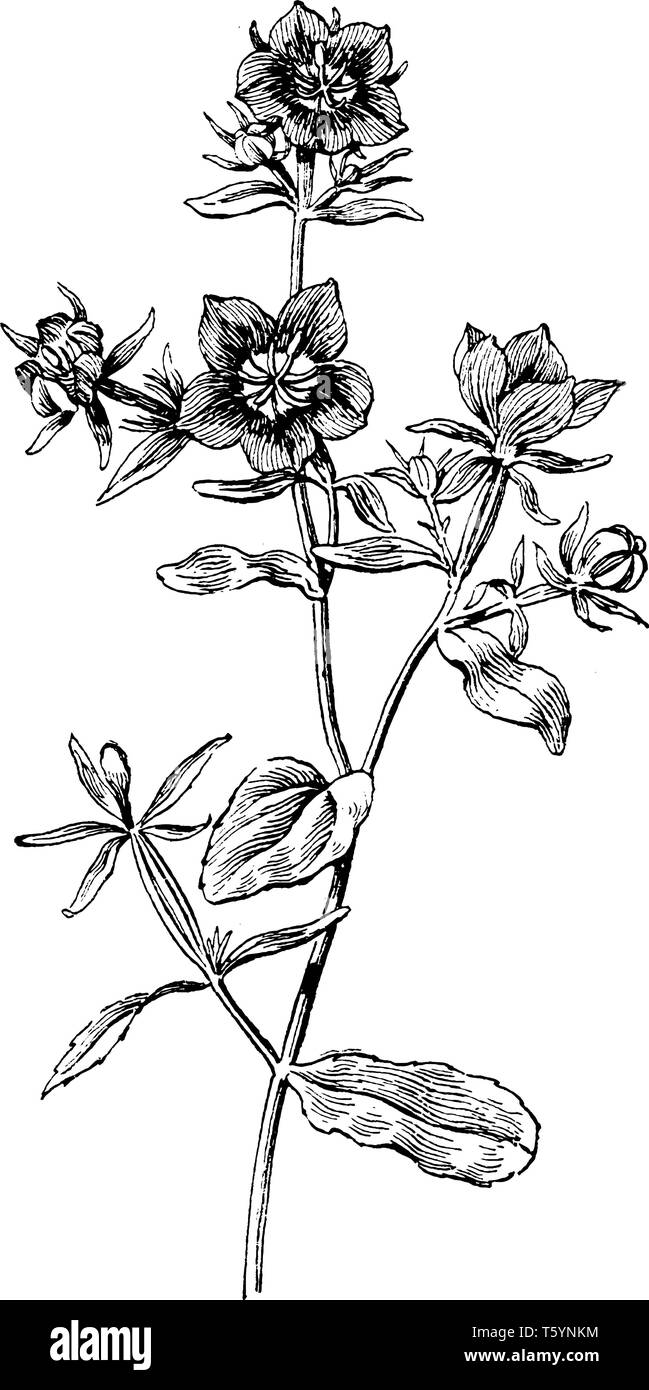 La figura mostra la Specularia Speculum pianta flowering. Esso dispone di luminose viola-blu rivolto verso l'alto presenta una forma a tazza fiori. Si tratta di piante ornamentali e lascia un Illustrazione Vettoriale