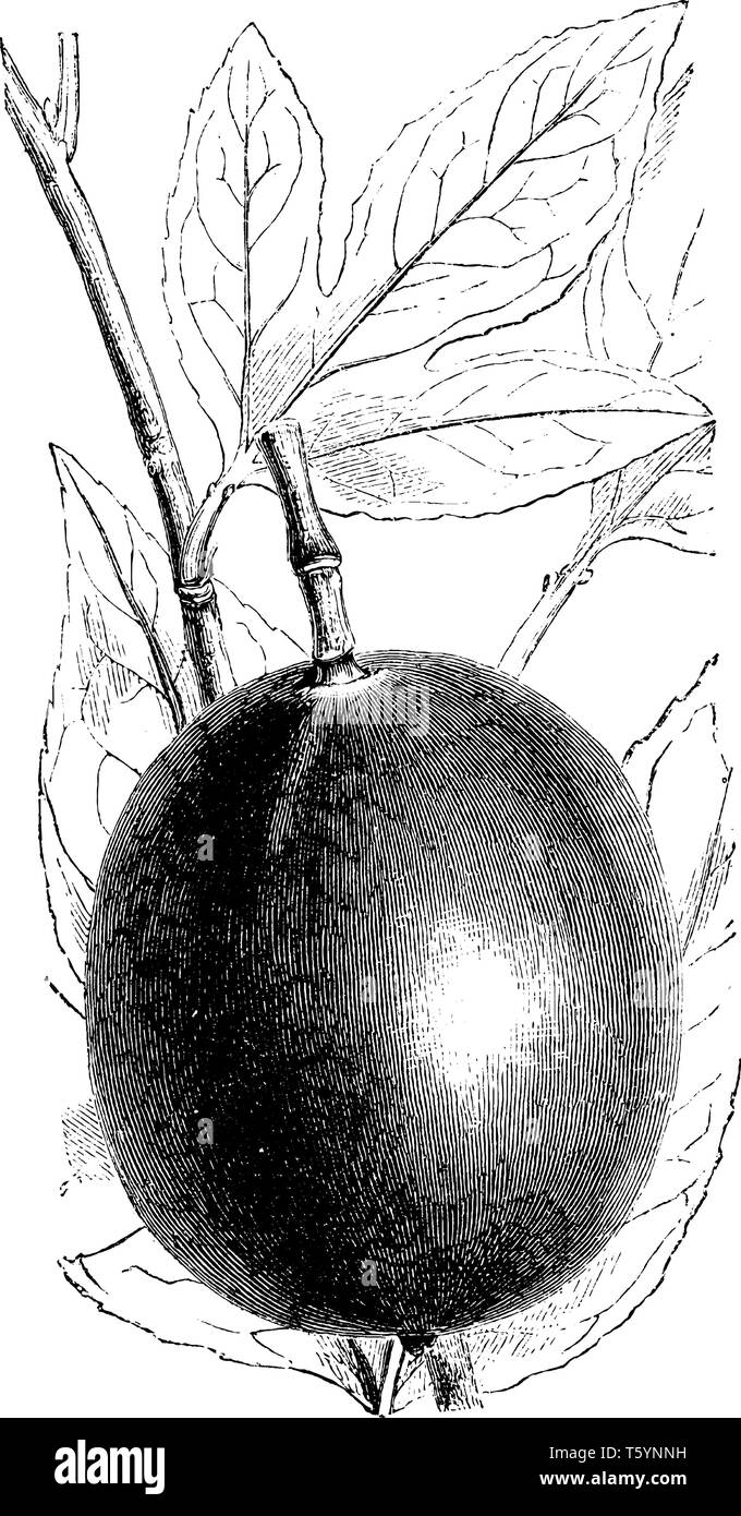 Una foto che mostra la frutta e foglie di Passiflora edulis. I nomi comuni di Passiflora edulis sono fiore della passione e frutto della passione, vintage line draw Illustrazione Vettoriale