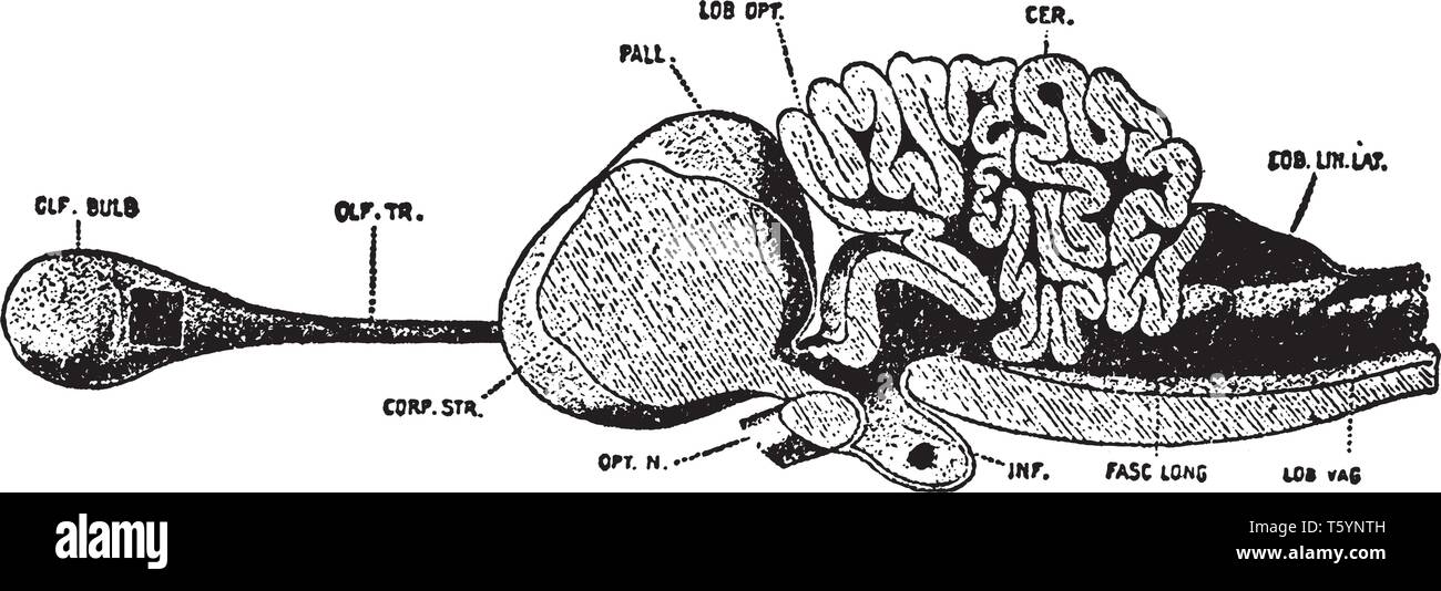 Cervello di tartarughe è alquanto simile a quella di un uccello ma la tartaruga come tutti i rettili manca il fortemente ingrandita emisferi cerebrali trovati negli uccelli Illustrazione Vettoriale