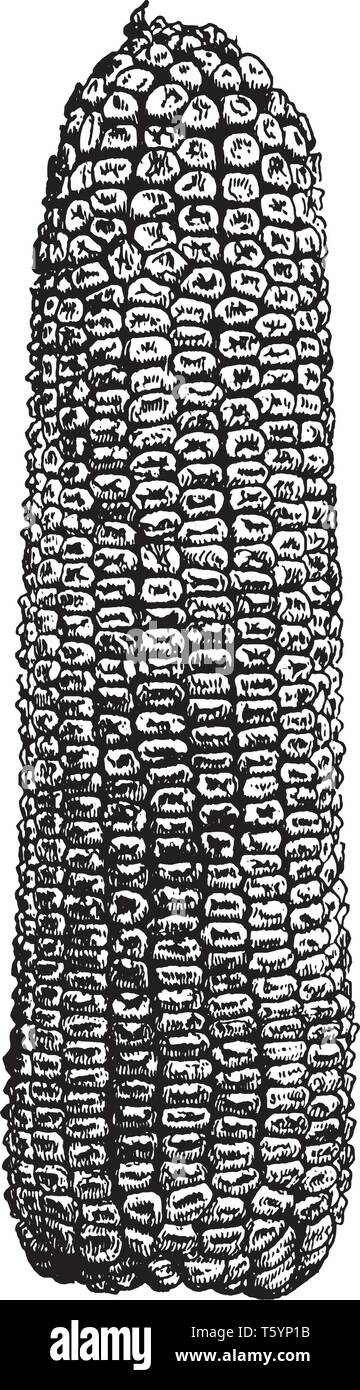 È solo il mais, è un grano grande allegare alla stigmatizzazione, vintage disegno della linea di incisione o illustrazione. Illustrazione Vettoriale