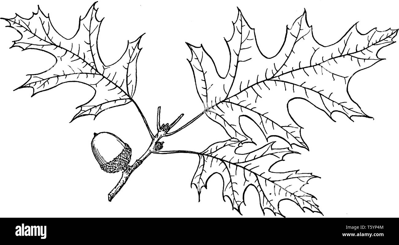 Nuttall oak è un altro prezioso legname tree dell est e del sud America del Nord, vintage disegno della linea di incisione o illustrazione. Illustrazione Vettoriale
