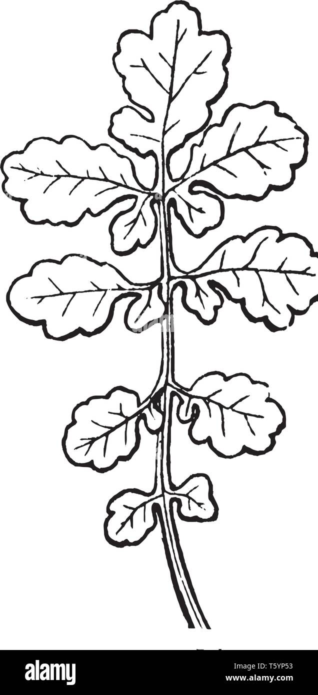 Si tratta di un immagine di schisi foglia. Le foglie sono palmately composto con nove foglietti. Alcune foglie sono piccole e alcune sono grandi, vintage disegno della linea o e Illustrazione Vettoriale