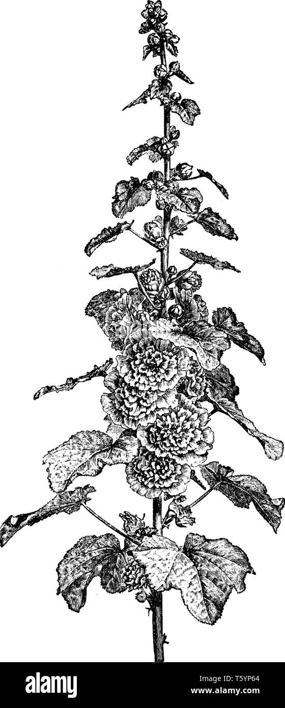 Questa immagine rappresenta lo stelo di fioritura di Hollyhock membro della famiglia di malva che è noto come hollyhocks principalmente in Asia e in Europa, linea vintage Illustrazione Vettoriale