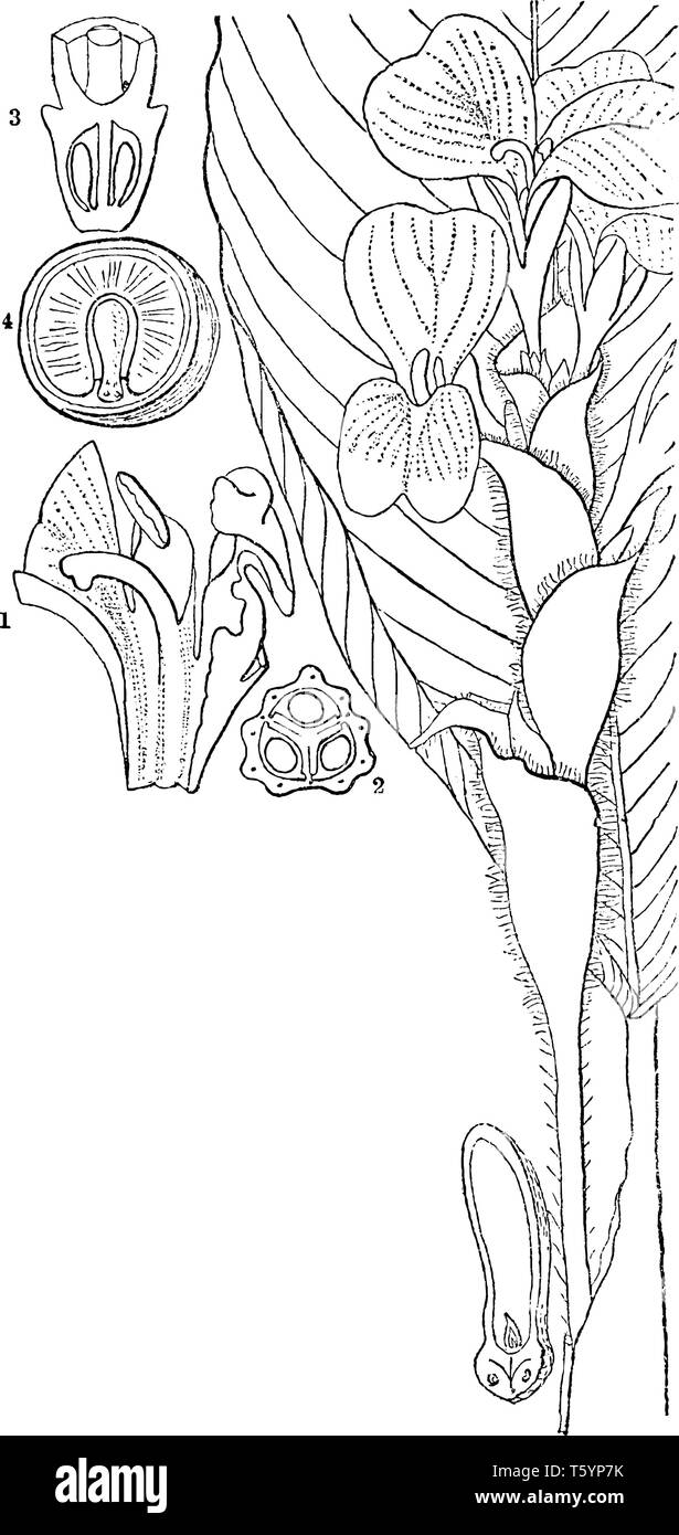 Questa è una foto di sezioni della Calathea. Le sue foglie sono di un bianco luminoso vene contro verde, rosso e crema di foglie colorate, vintage disegno della linea o eng Illustrazione Vettoriale