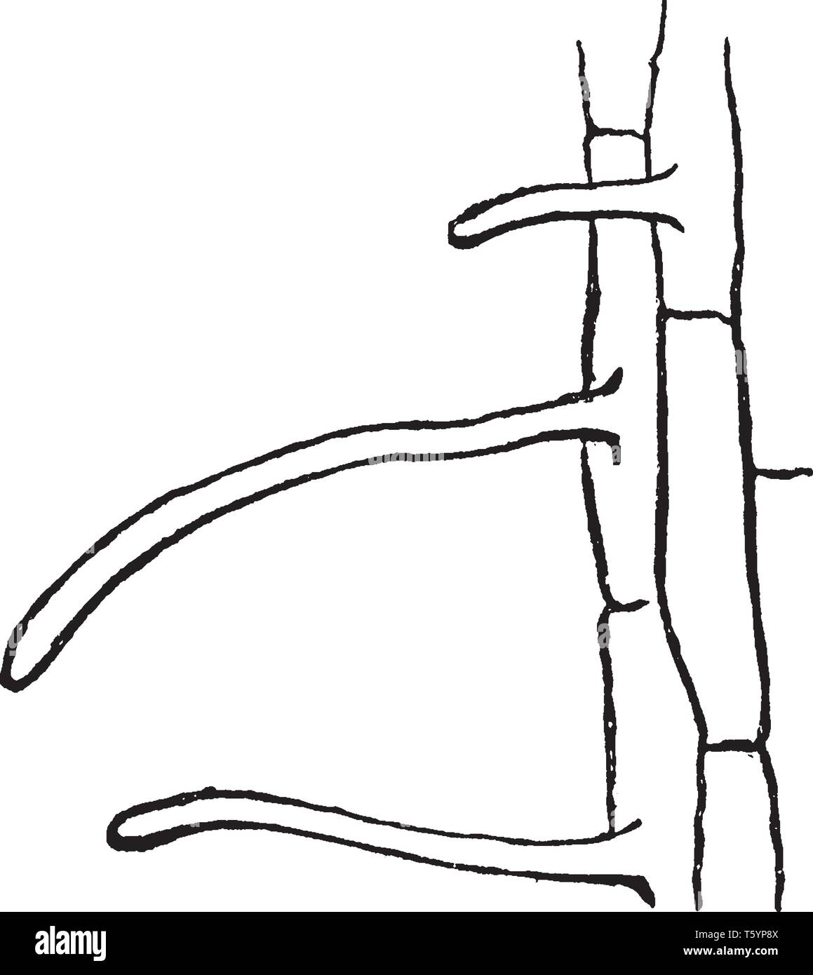 Una foto che mostra la sezione estesa attraverso lo spessore di una florida Star-Anise foglia, vintage disegno della linea di incisione o illustrazione. Illustrazione Vettoriale