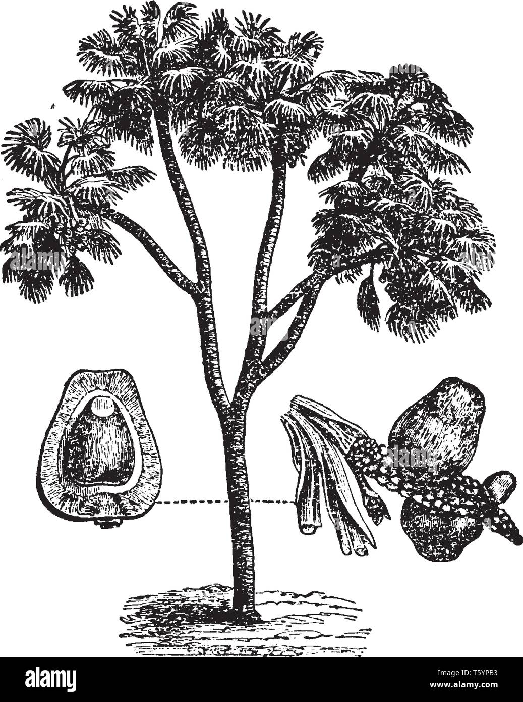 Una foto di Doum palm che è un africano di palma che produce frutta aromatizzato con pan di zenzero che è molto fibroso, vintage disegno della linea o incisione Illustrazione Vettoriale