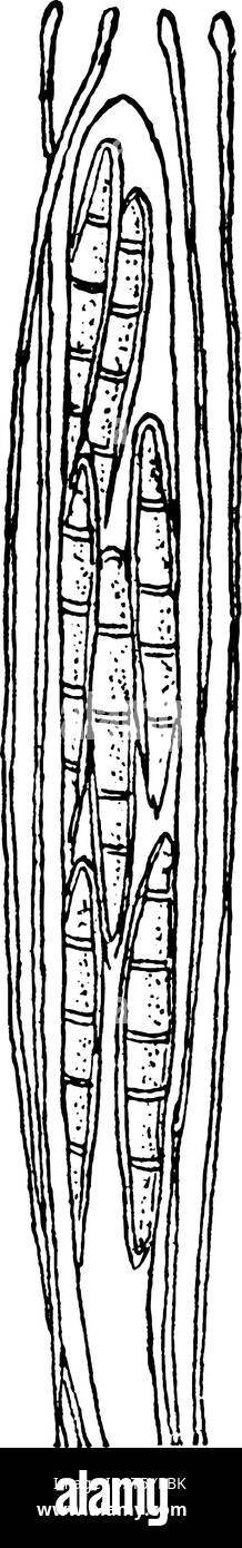 Una foto di Scleroderris fuliginosa. Si è detto che fuliginosa è un parassita su ramoscelli e rami di salici in Europa e in America del Nord, vintage li Illustrazione Vettoriale