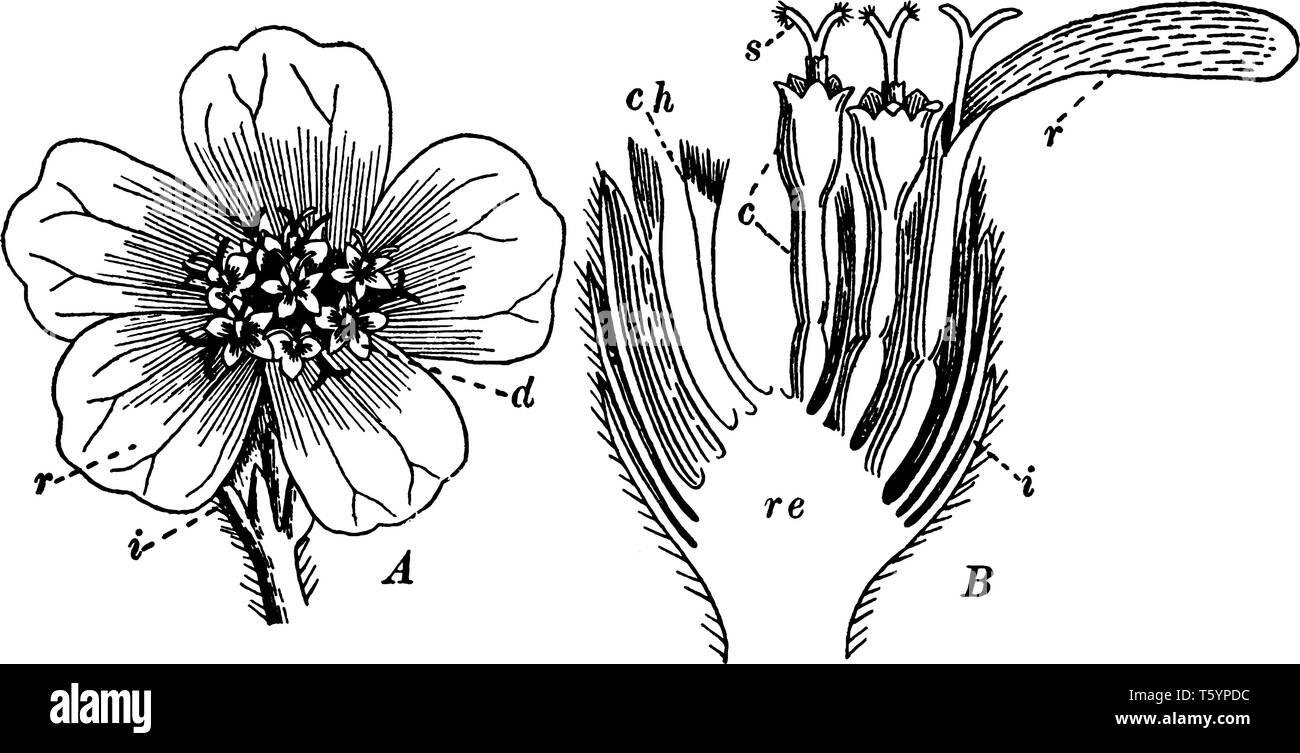 Questa immagine di descrivere la parte di achillea, un punto descrivere la parte superiore del fiore e il punto B descrive, in sezione longitudinale, ricettacolo, pula, involu Illustrazione Vettoriale