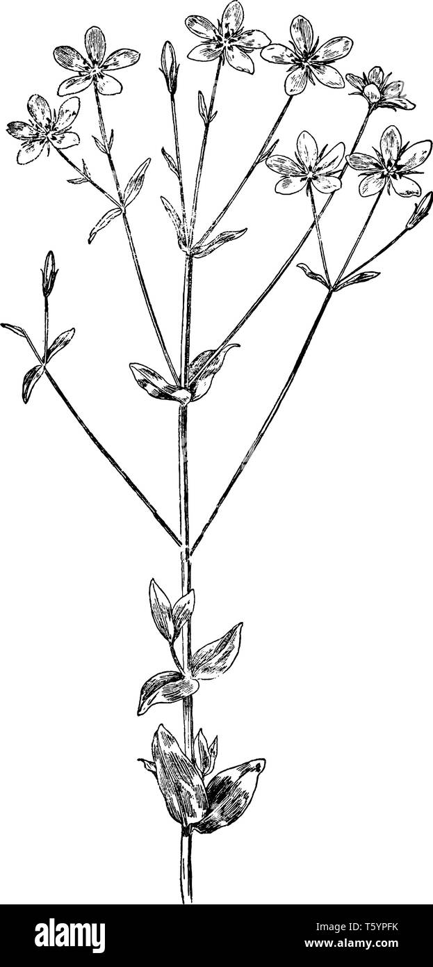 Si tratta di una foto di Rose fiore rosa che è anche noto come Sabbatia angularis membro della Gentianaceae, vintage disegno della linea di incisione o illustrazione. Illustrazione Vettoriale