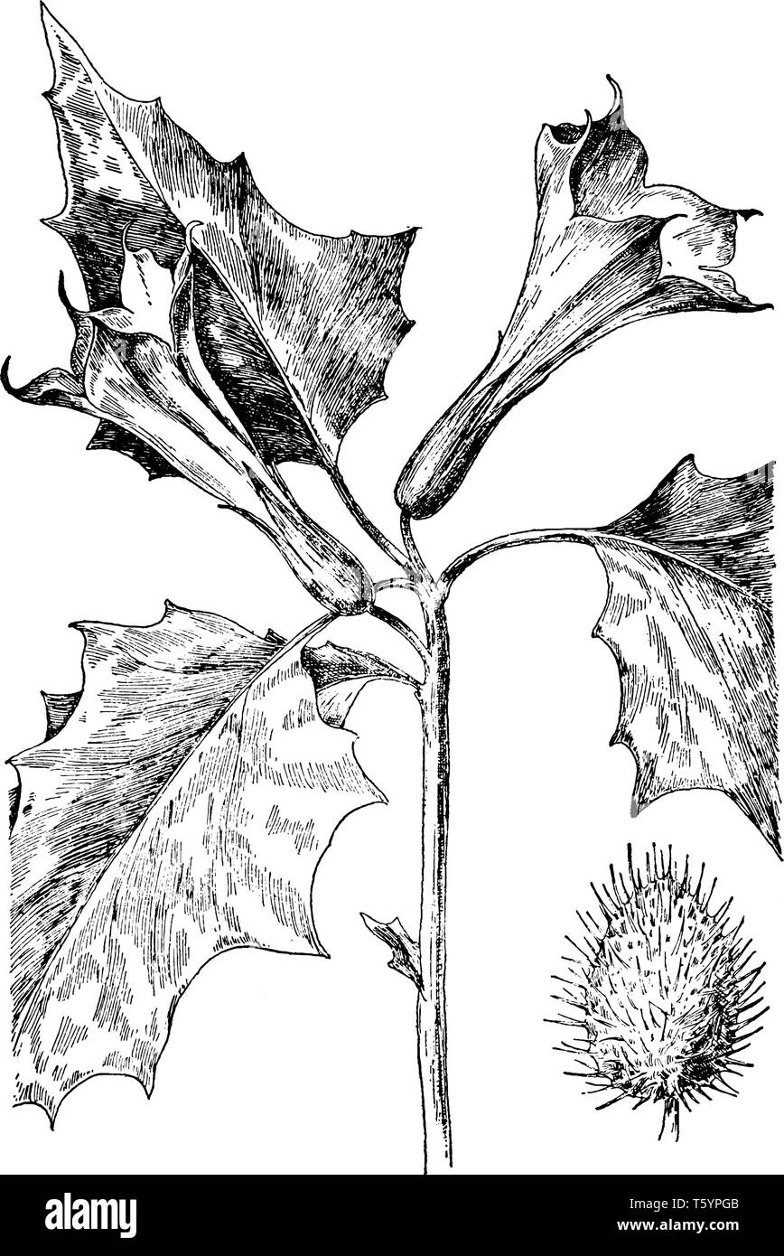 Lo stelo è frondoso, liscia. I fiori sono a forma di un imbuto con viola. I fiori aperti di notte, vintage disegno della linea di incisione o illustrazione. Illustrazione Vettoriale