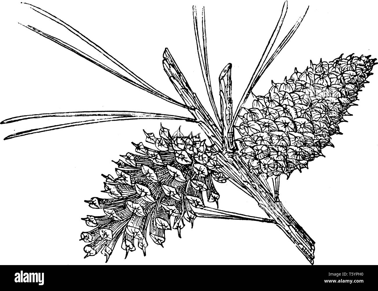 Il cono di pino di Tamarack Pino, nativa per la gamma a cascata, Sierra Nevada, e circondante le gamme della montagna, vintage disegno della linea o incisione Illustrazione Vettoriale