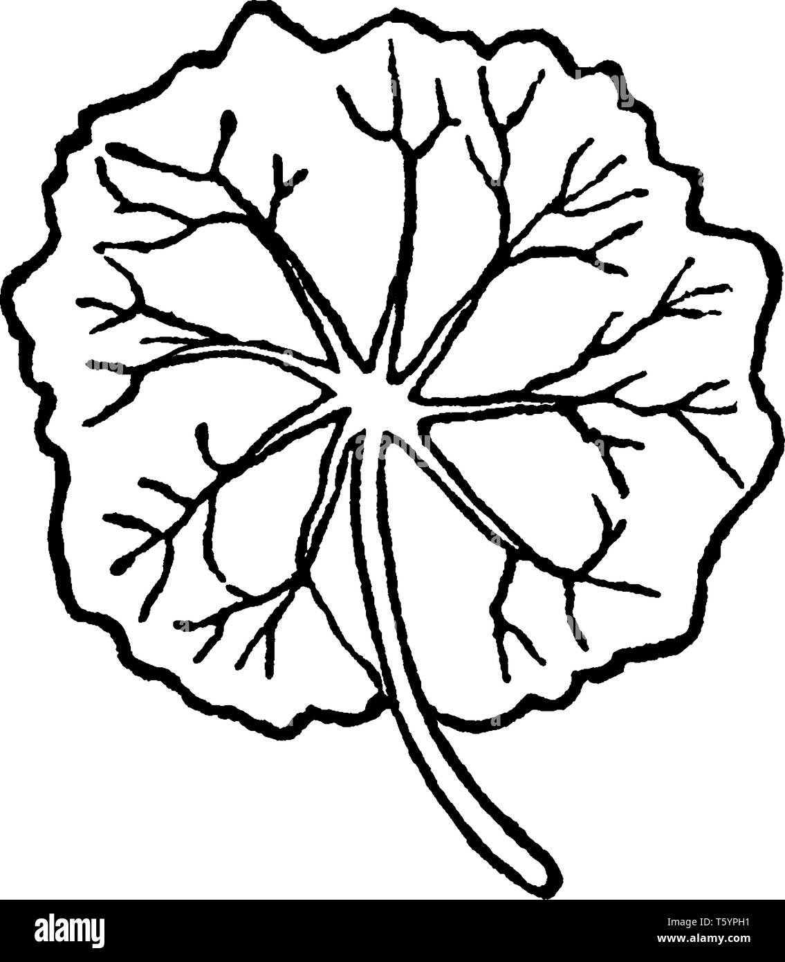 La Foglia Orbicular sono petiolated, circolare. Le vene andate centralmente dalla base della foglia, vintage disegno della linea di incisione o illustrazione. Illustrazione Vettoriale