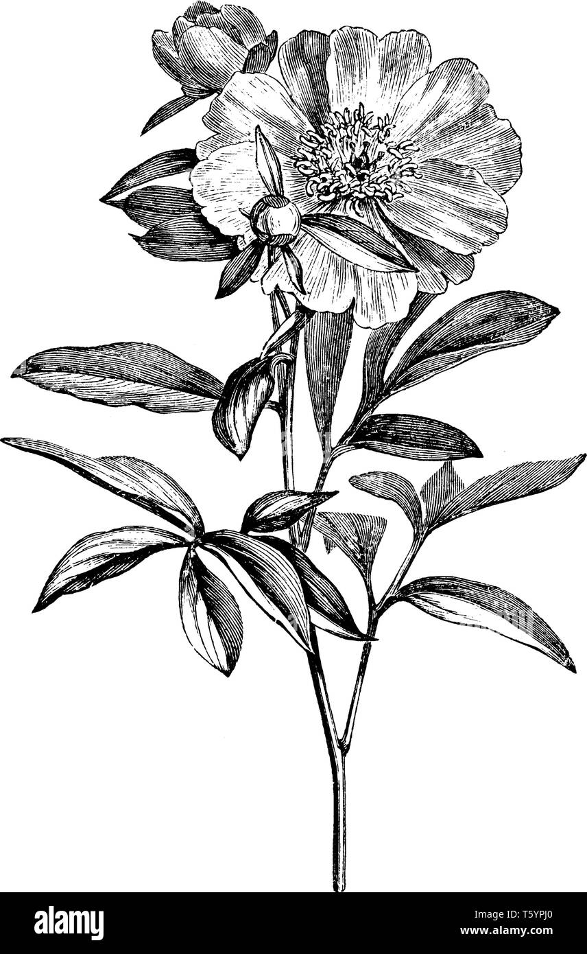 Una foto che mostra un ramo di fioritura di paeonia albiflora. Questo è dalla famiglia Paeoniaceae. I fiori sono di colore rosso e bianco, ampio. Lo stelo è Illustrazione Vettoriale