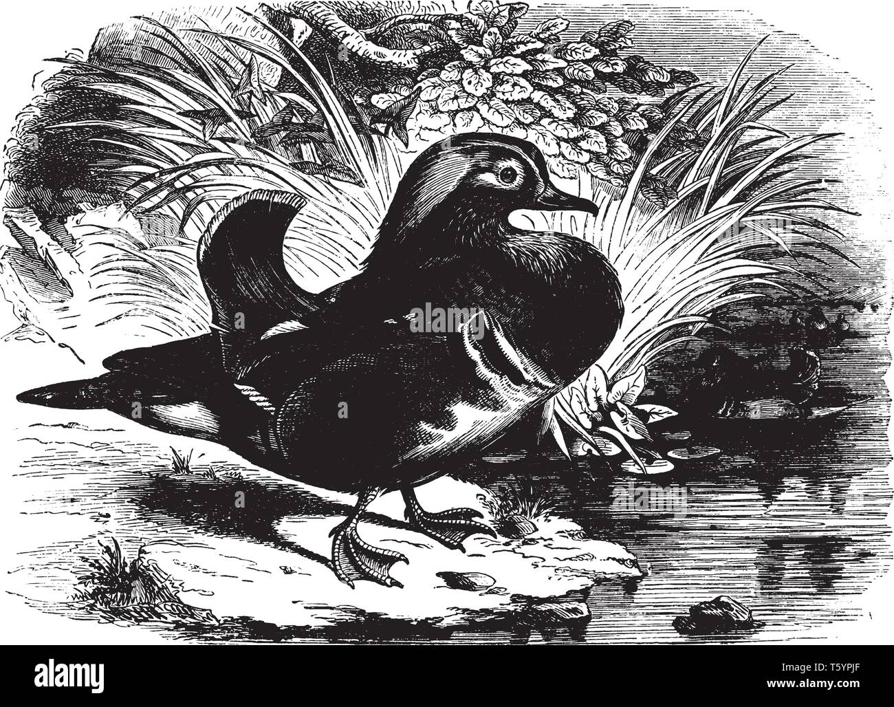 Anatra di mandarino conosciuto anche come il cinese teal e la coda della ventola duck è addomesticato in Cina e Giappone, vintage disegno della linea di incisione o illustrazione. Illustrazione Vettoriale