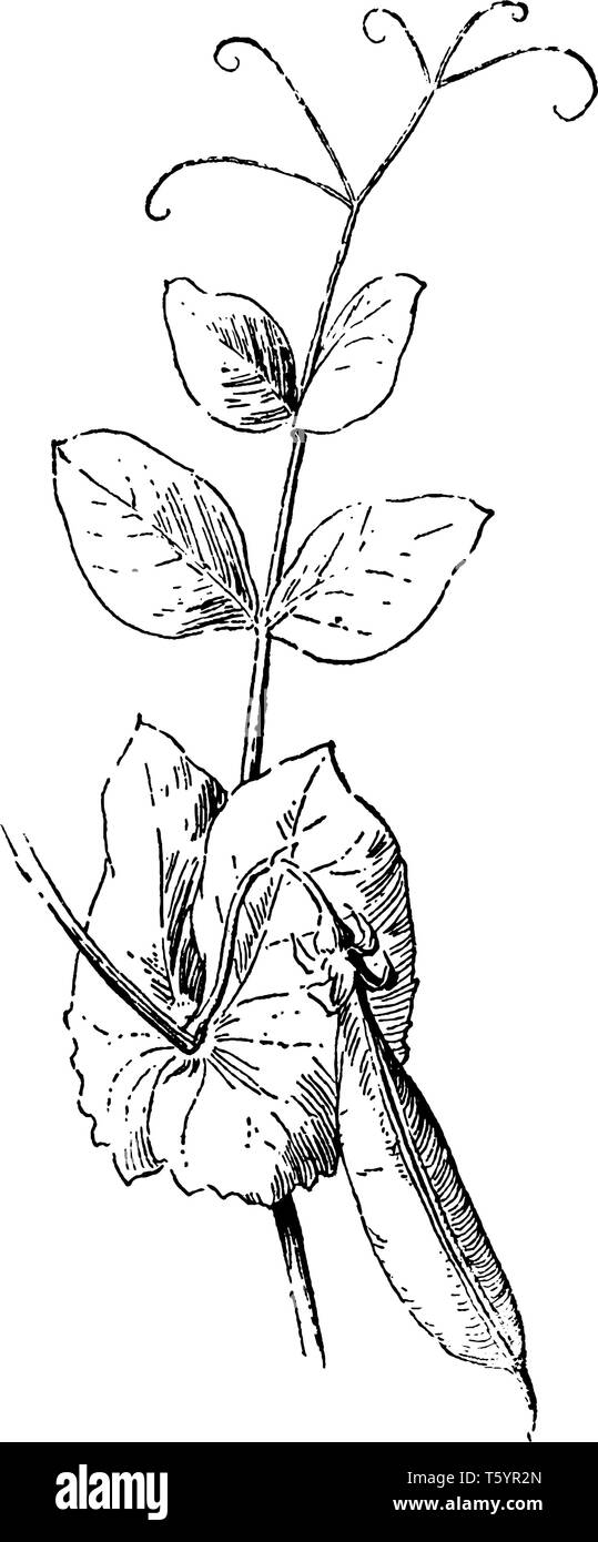 Questa è la foglia di pisello con fagioli a pisello. Bordi in foglia sono soft-pianura. Cresce su scalatore impianto. Esso dispone inoltre di piccole fibre lisce, vintage disegno della linea o e Illustrazione Vettoriale
