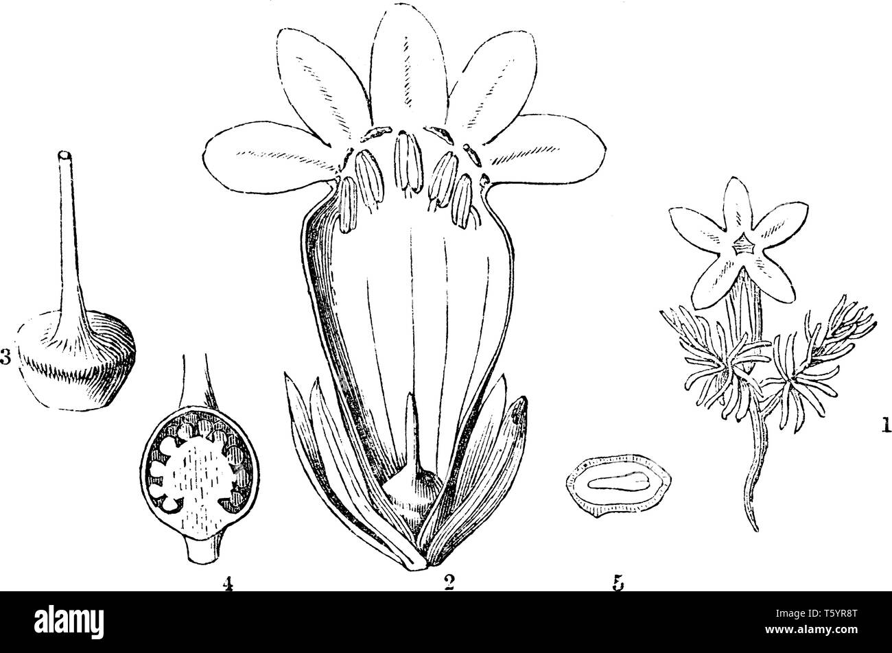 Questa immagine mostra un fiore. Si tratta di un mezzo di parte del fiore. In questa immagine mostra una parte interna del fiore foglia, antera, timbro e sementi, vintage dra di linea Illustrazione Vettoriale