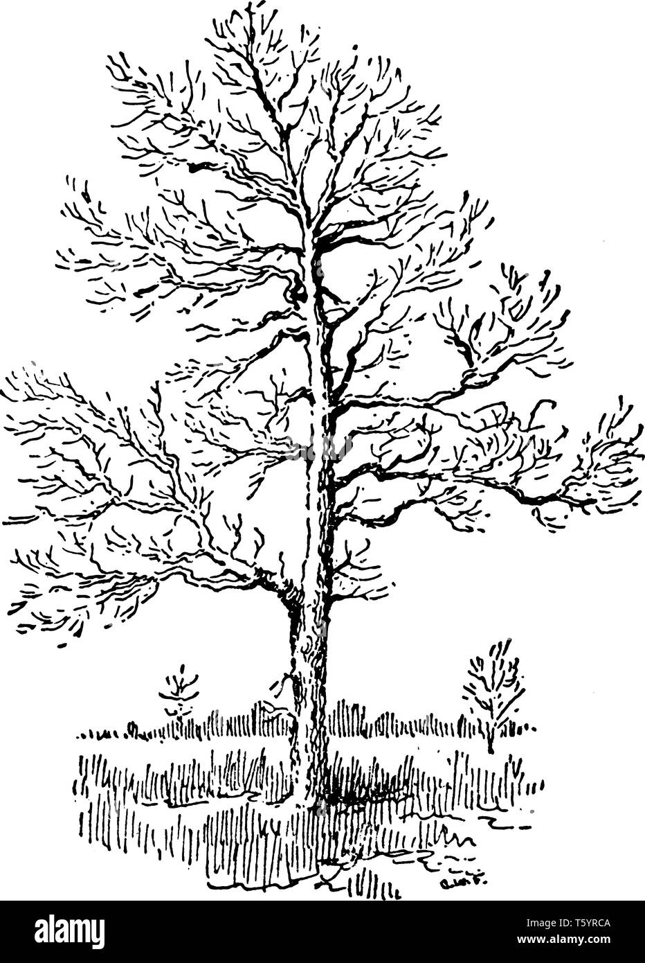 Foto di sassofrasso Tree. Sassofrasso è un genere di tre esistente e una specie estinte di alberi decidui nella famiglia Lauraceae, nativo di EST Illustrazione Vettoriale