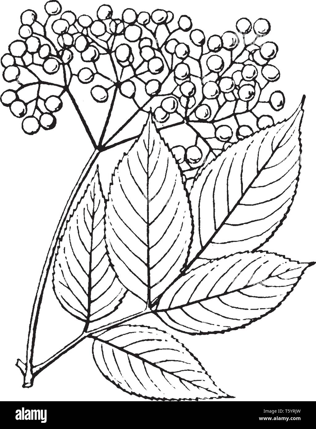 Bacche crescere in cluster, è di dimensioni molto ridotte. Le foglie sono di forma ovale e margine di foglia seghettata, vintage disegno della linea di incisione o illustrazione. Illustrazione Vettoriale