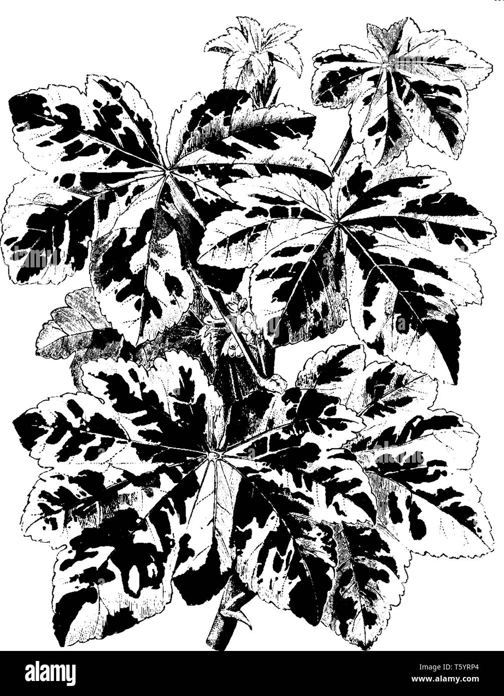 Lavatera Arborea variegata è la fioritura delle piante. I suoi fiori sono di colore viola pallido variegata. Essi sono vistosi fiori e foglie variegato, vintage line dr Illustrazione Vettoriale