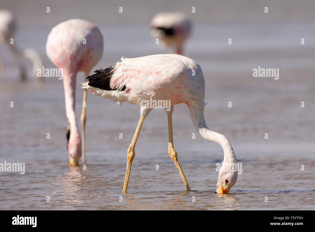 Fenicotteri andini (Phoenicoparrus andinus) Foto Stock