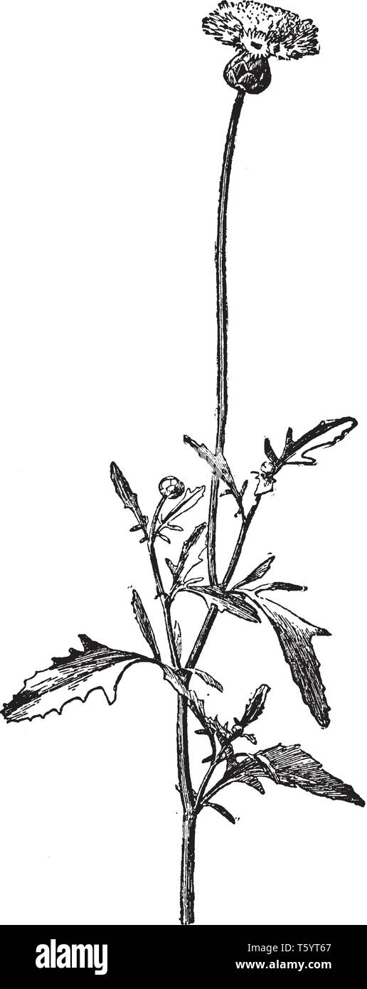 Centaurea Moschata è noto come dolce sultano. È pianta flowering, vintage disegno della linea di incisione o illustrazione. Illustrazione Vettoriale
