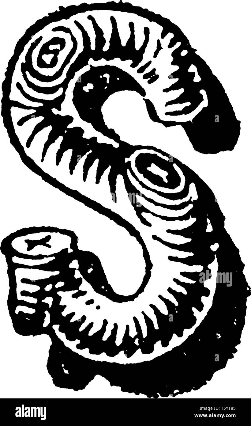 Una lettera maiuscola S nella lettera rustico design vintage, disegno della linea di incisione o illustrazione Illustrazione Vettoriale