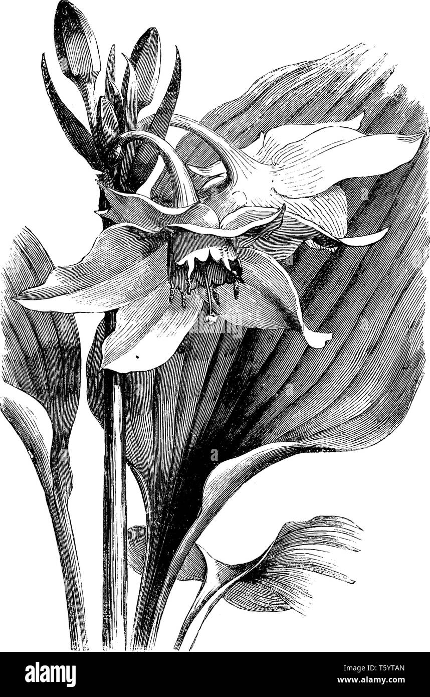 Una foto mostra foglie e infiorescenza di Eucharis Grandiflora. Essa appartiene alla famiglia Amaryllidaceae. I fiori sono bianchi e la lampadina è a forma di uovo, Illustrazione Vettoriale