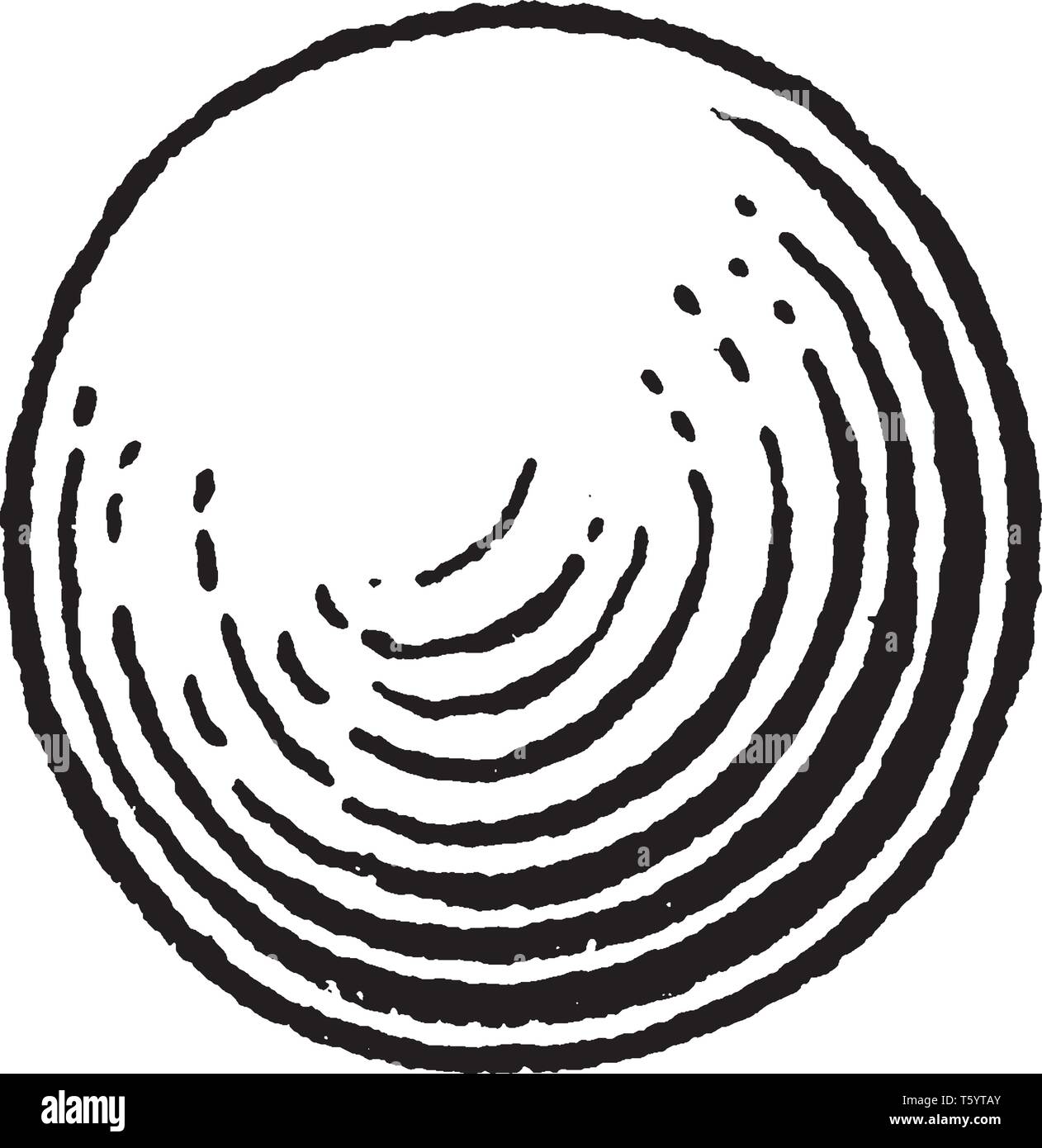 In questa cornice è globose. Questo globose avente la forma di una sfera o sfera, vintage disegno della linea di incisione o illustrazione. Illustrazione Vettoriale