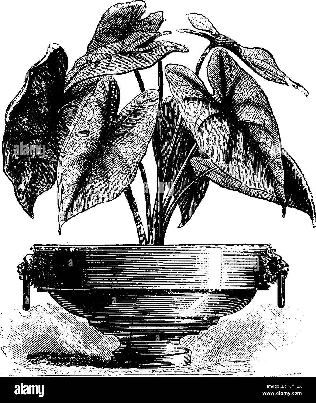 Questa è un immagine di Caladium Chantinh. Le sue foglie sono brillanti rosso cremisi con macchie bianche a forma di cuore, vintage disegno della linea o incisione illust Illustrazione Vettoriale