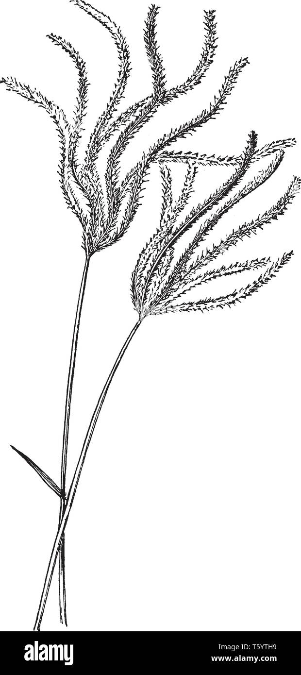 Questa è l'immagine di Chloris Polydactyla . Si trova per lo più nei tropici di entrambi gli emisferi. È una pianta perenne e cresce da uno a tre metri di altezza, vint Illustrazione Vettoriale