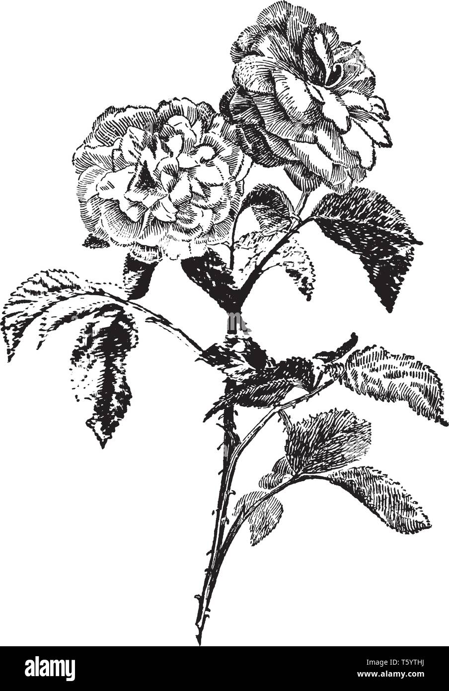 Questa immagine contiene uno stelo con due fiori, è chiamato come jules margottin, vintage disegno della linea di incisione o illustrazione. Illustrazione Vettoriale