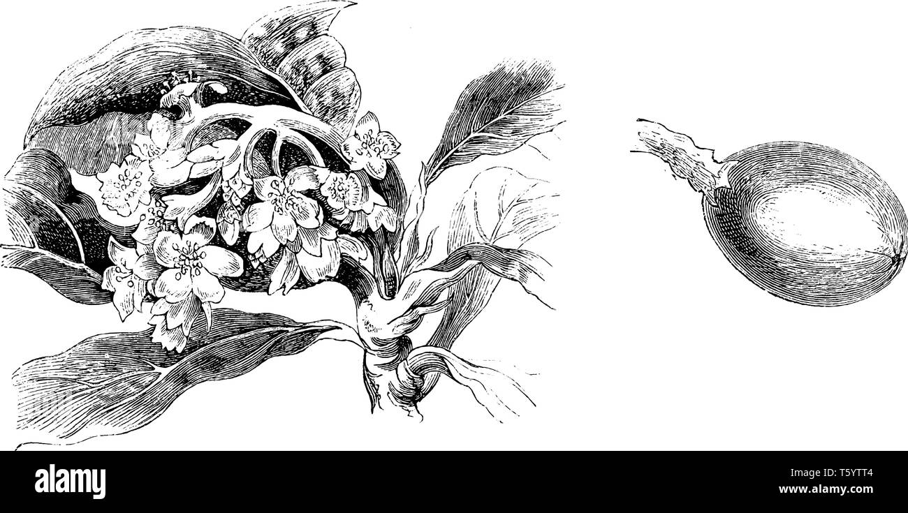 Questa immagine mostra l'infiorescenza e unico frutto di Photinia Japonica conosciuta come il Giappone nespola, Giappone mela cotogna e Nespole del Giappone questi alberi sono dieci e tw Illustrazione Vettoriale