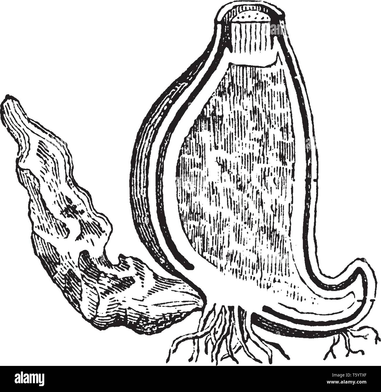 Il mais essiccato o secche semi maturi di autunno crocus contenente l'alcaloide colchicina, possedendo un emetico, diuretiche e azione catartico, e Illustrazione Vettoriale