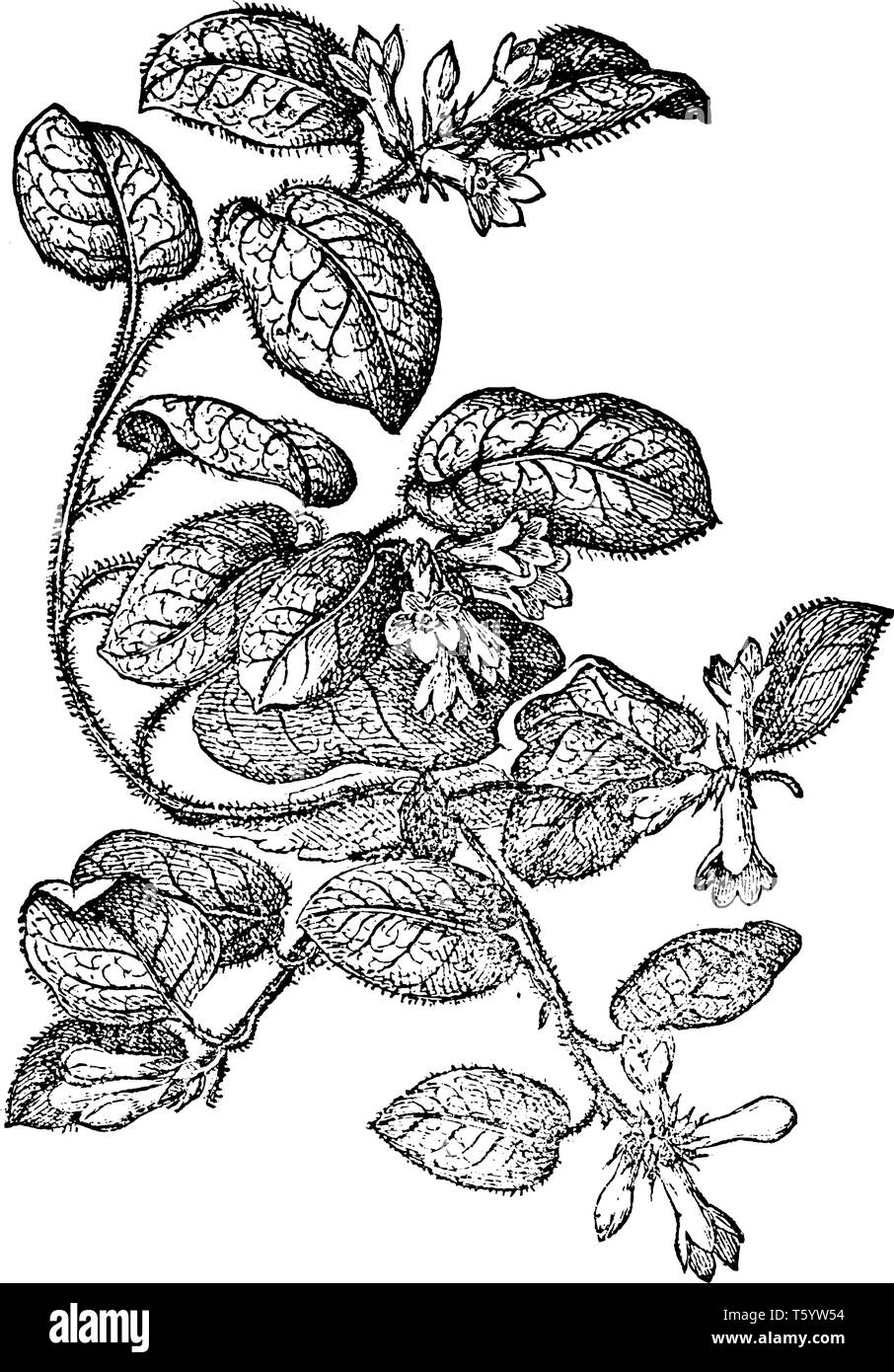 Questa immagine mostra Trailing Arbutus impianto. È un arbusto di spargimento in famiglia Ericaceae di brughiera. Foglie ovali e avente minuscoli peli su di esso, terminale cl Illustrazione Vettoriale