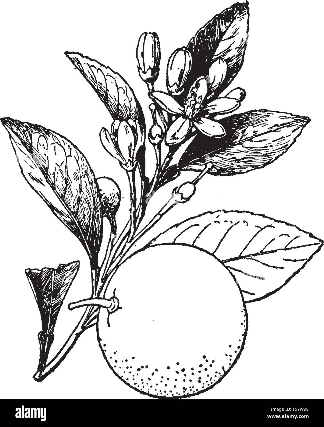 Questa immagine mostra un di medie dimensioni albero con una sommità arrotondata. Comune o arancio dolce è il nome comune di Citrus sinensis. I fiori sono bianchi. T Illustrazione Vettoriale
