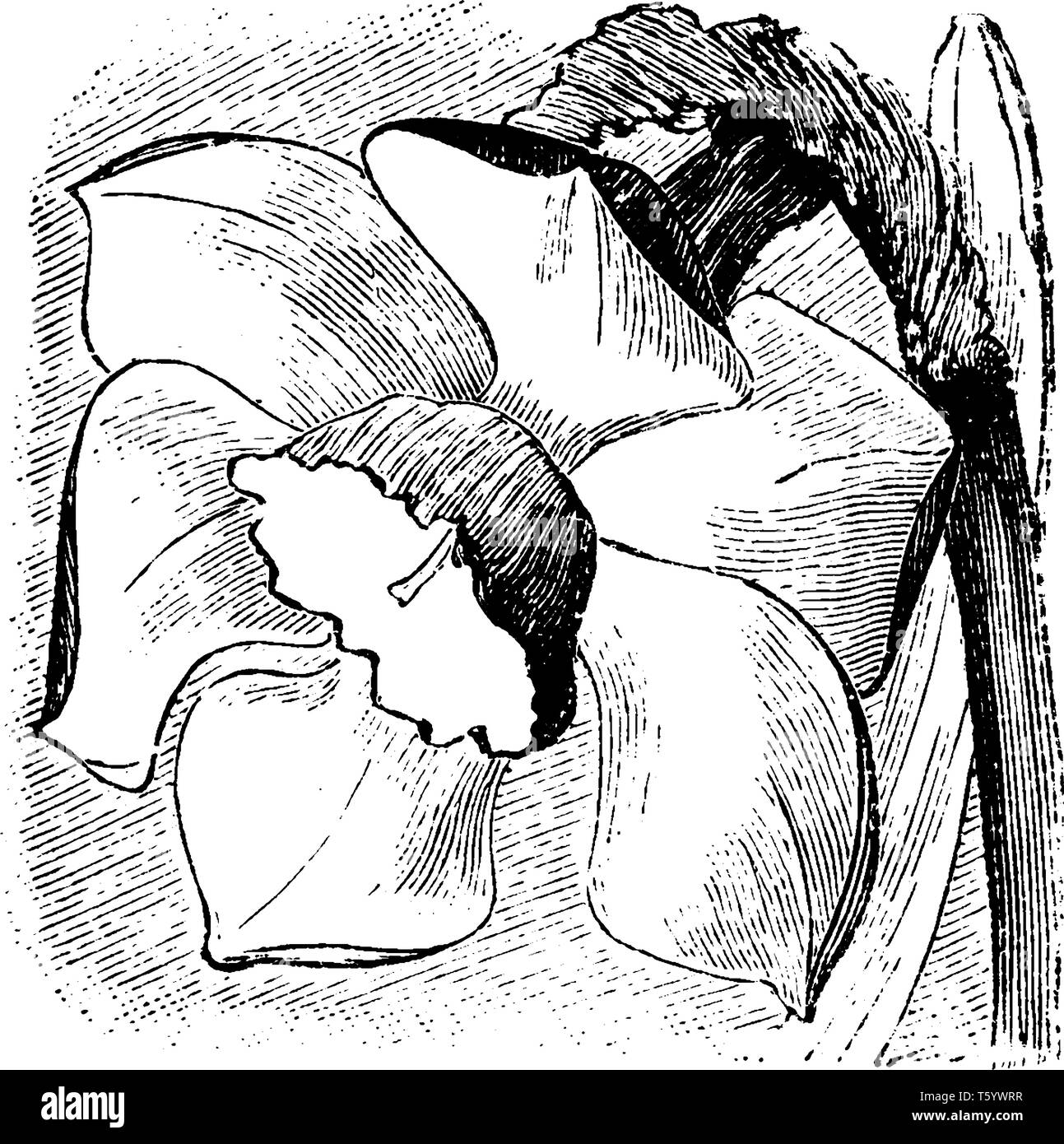Una circolare stelo sagomato con un fiore di narciso vegetale, vintage disegno della linea di incisione o illustrazione. Illustrazione Vettoriale