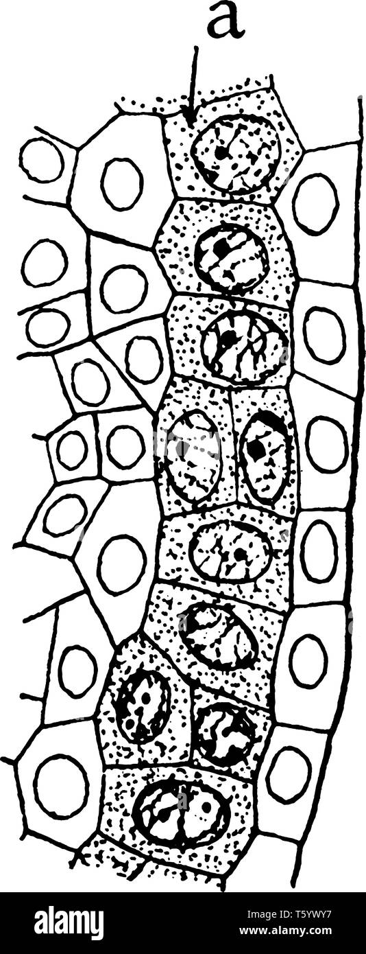 L'antera e archesporium nelle fasi di 'formazione di antere e grani di polline. Una cellula diploide in piante che divide dalla meiosi per dare origine a Illustrazione Vettoriale