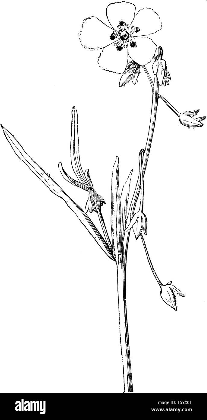 Esso è chiamato anche rock rose, sunrose, rushrose. Si tratta di un genere di circa 110 specie di piante da fiore in famiglia Cistaceae. Un fiore è la alimentazione Illustrazione Vettoriale