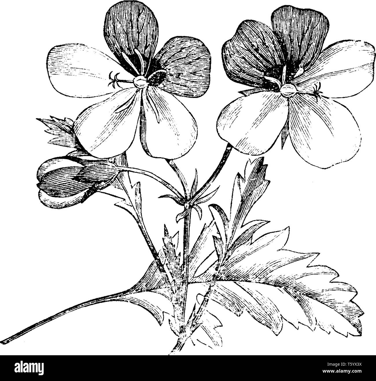 Pelargonium tricolore è un rhizomatous, basso-shrublet crescente. Le foglie sono strettamente lanceolate a ovate o obovate. In alcune foglie, due distintamente la Illustrazione Vettoriale