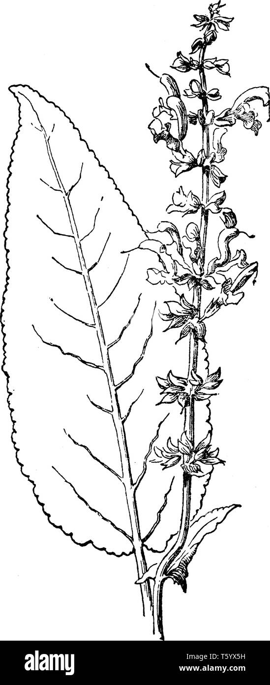 Salvia Pratensis è nativo di Europa, Asia occidentale e Africa settentrionale dove essa cresce in prati, banche e luoghi ruvida, vintage disegno della linea Illustrazione Vettoriale