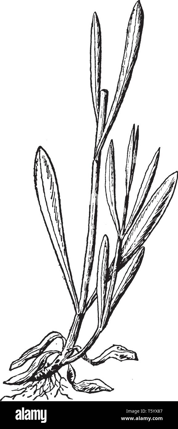 Una foto che mostra il cuculo fiore, comunemente noto come cardamine pratensis. Essa appartiene alla famiglia Brassicaceae. Questa è la signora smock fiore, vintage l Illustrazione Vettoriale