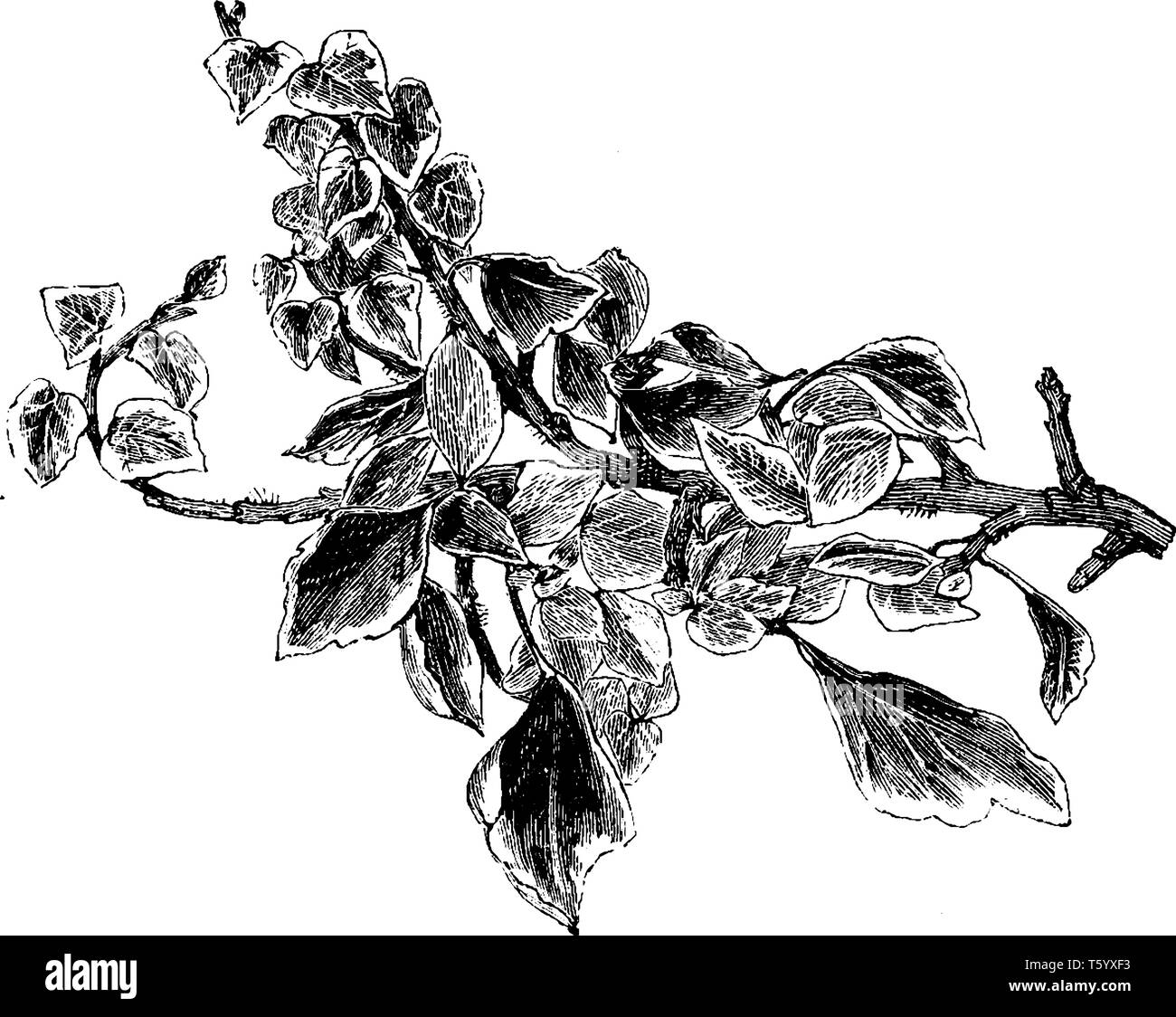 Edera variegata è attraente bianco crema-variegata di verde fogliame. Esso cresce in modo da essere circa 8 pollici di altezza a maturità, con uno spread di 10 piedi, vintage Illustrazione Vettoriale
