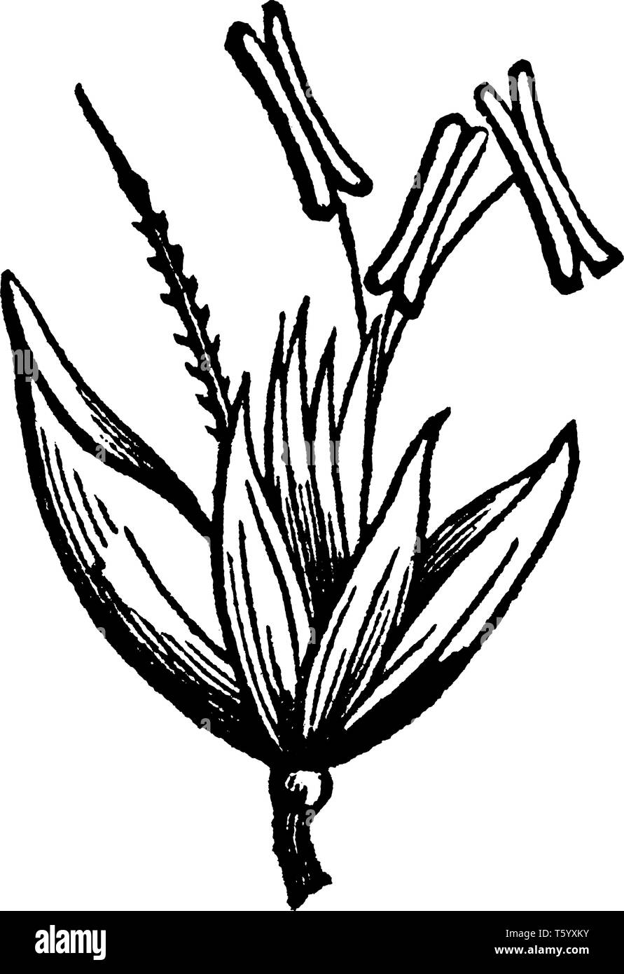 Questa immagine di legno capelli fiore di erba, ci sono alcuni antera alla sommità del bocciolo e il lato inferiore è levetta, assomiglia a fioritura, vintage li Illustrazione Vettoriale