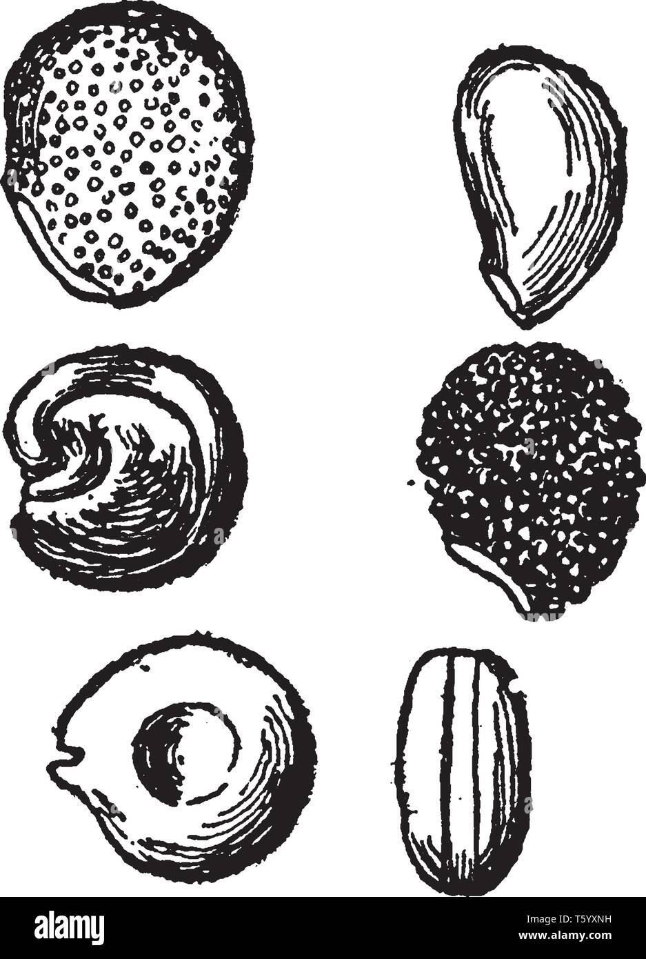 Cactus semi sono divertente e gratificante; questi sono i tipi di semi (1) mamillaria, (2) cereus, (3)-piana raccordata opuntias, (4) echinocereus, e (5) cylindri Illustrazione Vettoriale