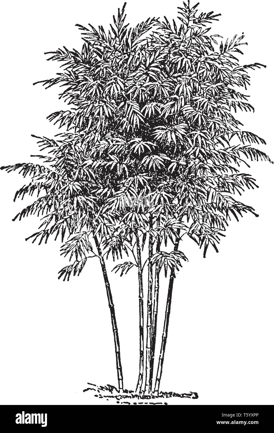 Il Bambù è utilizzato per il materiale di costruzione è tradizionalmente associato con le culture dell Asia del Sud e Est Asia, vintage disegno della linea di incisione o malato Illustrazione Vettoriale
